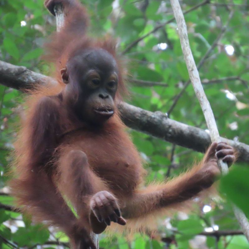 Marli at Tuanan study area
